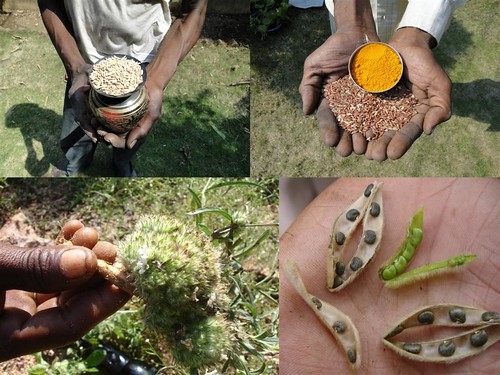Medicinal Rice Formulations for Diabetes Complications and Heart Diseases (TH Group-2) from Pankaj Oudhia’s Medicinal Plant Database by Pankaj Oudhia