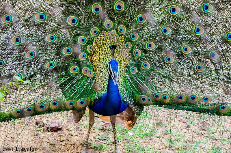 A Peacock Dancing with feathers open Hyderabad Zoo 
