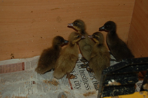 ducklings June 13 1