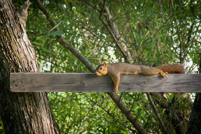 Squirrel, Wildlife, Reclining, Nature, Red Squirrel, Planking 