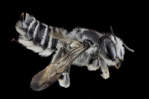 Megachile texana, F, Side, MD, Baltimore_2013-06-25.18.13.49 ZS PMax