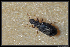 Coleoptera/Latridiidae