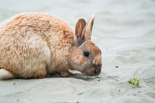 Beach
Rabbit