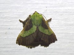 Tussock Moths - (subfamily Lymantriidae