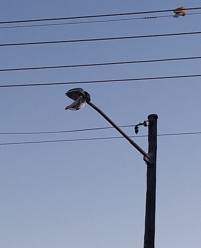 Cockatoos playing with street-lamp