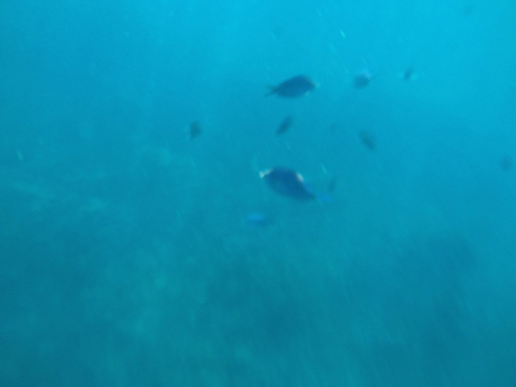 dolphin watching in hawaii
