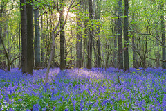 The Blue Forest of Belgium 2014