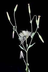 ASTERACEAE - Porophyllum ruderale