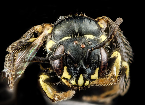 Perdita octomaculata, F, face, Maryland, Anne Arundel Co_2013-04-10-14.07.47 ZS PMax