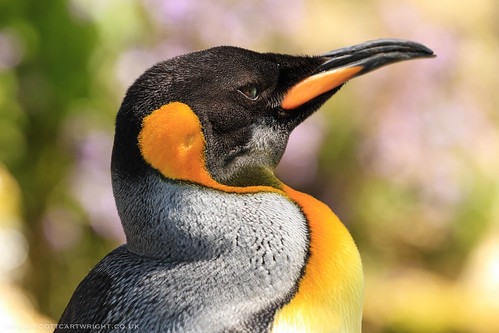 King Penguin by Scott Cartwright Photography
