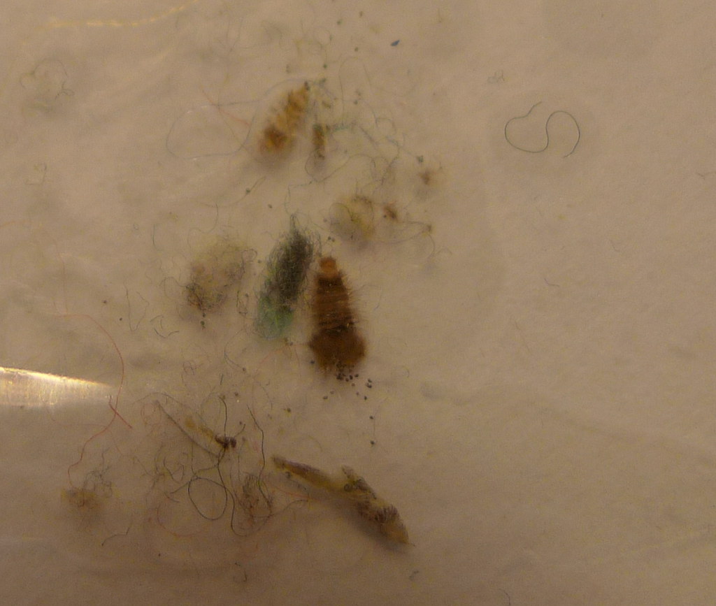 Carpet Beetle Larvae Vs Bed Bugs Bug #2 by bugcheck13,