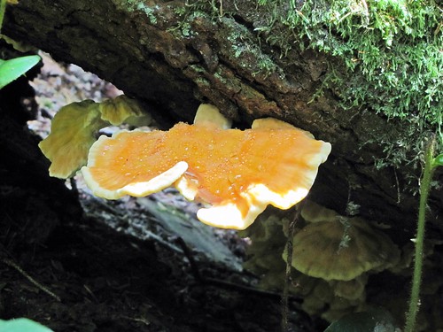 neon orange mushroom up close