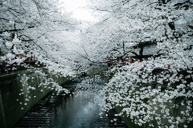 A sakura filled spring in Tokyo 2013