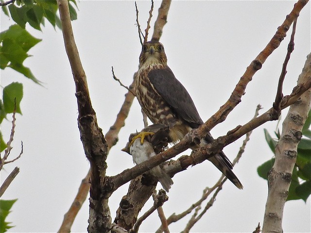 Merlin with House Sparrow Prey in Gridley, IL 13