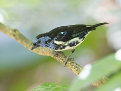 Tanager - 11