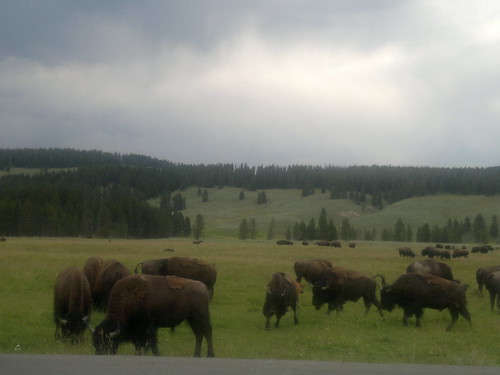 Miércoles Día 24 de Julio: Yellowstone (III) - 25 días por los parques nacionales del Oeste de USA: un Road Trip de 10500 kms (54)