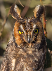 Long-Eared Owls