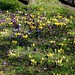 Blackheath RS Already spring flowers!