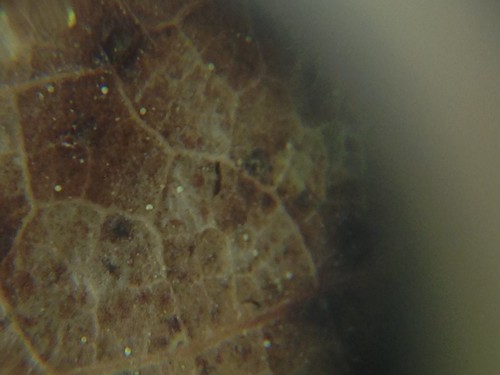 Microscope 52