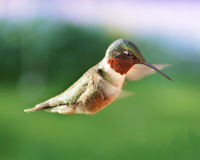 ruby-throated, Hummingbird, Male, In flight, Colorful