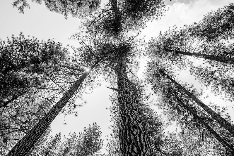 Trees at Yosemite National Park