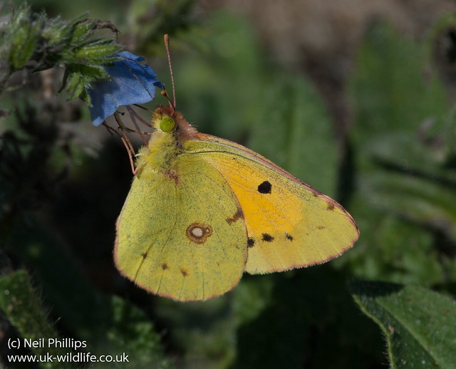 clouded yellow butterfly