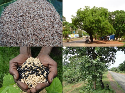 Potential Medicinal Rice Formulations for Cancer and Diabetes Complications and Revitalization of Pancreas (TH Group-130 special) from Pankaj Oudhia’s Medicinal Plant Database by Pankaj Oudhia