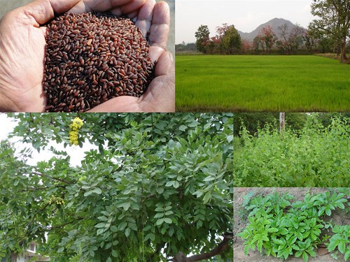 Validated and Potential Medicinal Rice Formulations for Diabetes (Madhumeha) and Cancer Complications and Revitalization of Kidney (TH Group-158) from Pankaj Oudhia’s Medicinal Plant Database by Pankaj Oudhia