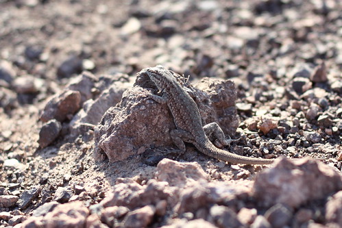 Lizard at Death Valley
