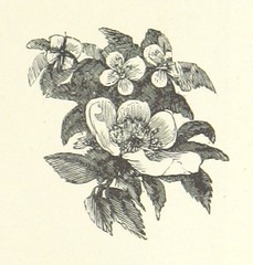 Image taken from page 33 of 'The Child's own Poetry Book. Written and arranged by H. G. G. With ... illustrations'