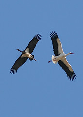 White Storks & other Storks