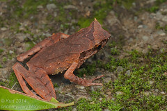 Frogs of Malaysia