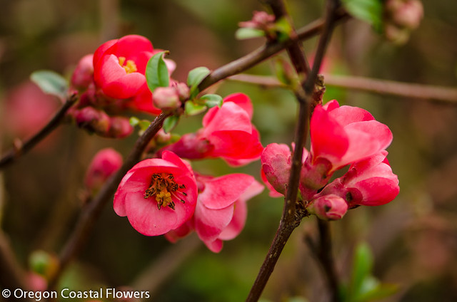 rich salmon quince flowering branches