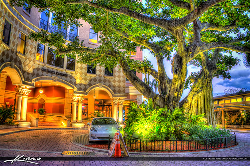 Downtown Clematis West Palm Beach Banyan Tree by Captain Kimo