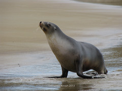 Seals/Sea lions/Elephant Seal