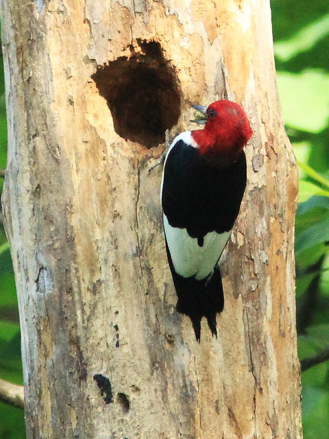 Red-headed Woodpecker South Nest 07-20130820