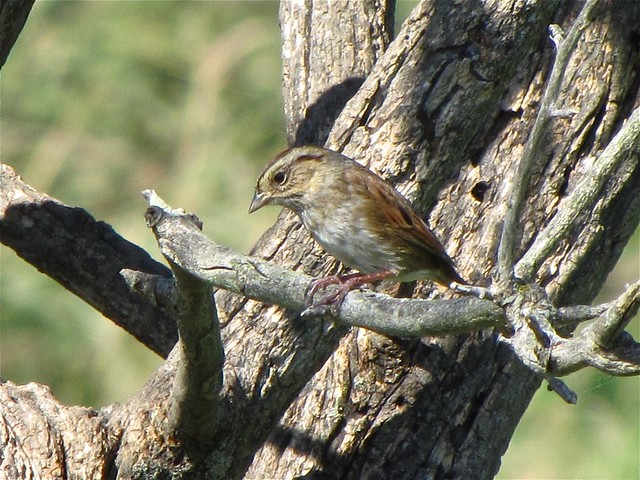 Swamp Sparrow at Evergreen Lake in McLean County, IL 02