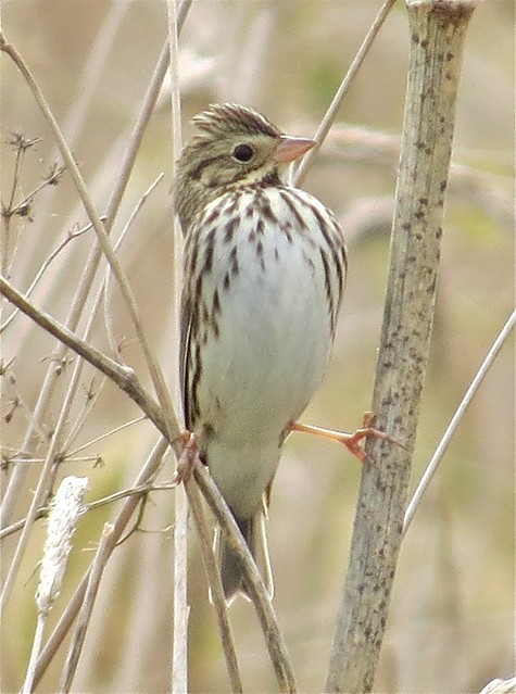 Savannah Sparrow at the Kenneth L. Schroeder Wildlife Sanctuary in McLean County, IL 01