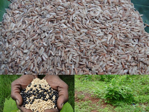 Validated Medicinal Rice Formulations for Diabetes and Cancer Complications and Revitalization of Pancreas (TH Group-132) from Pankaj Oudhia’s Medicinal Plant Database by Pankaj Oudhia