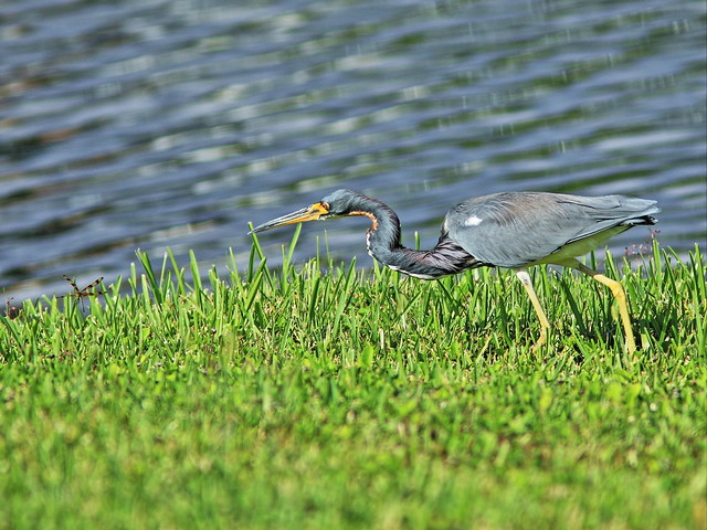 Tricolored Heron stalking dragonfly 2-20131021
