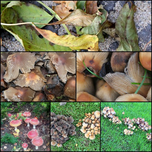 2013-10-22 paddenstoelen Collage klein by edufloortje