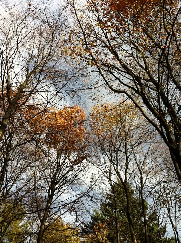 Autumn in the Taunus_autumn colors on the trees