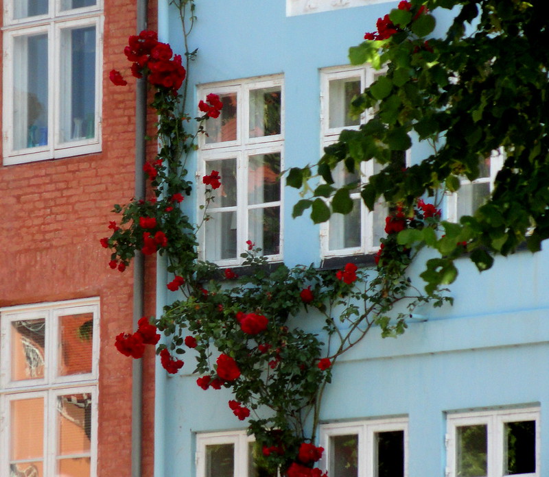 roses on the wall