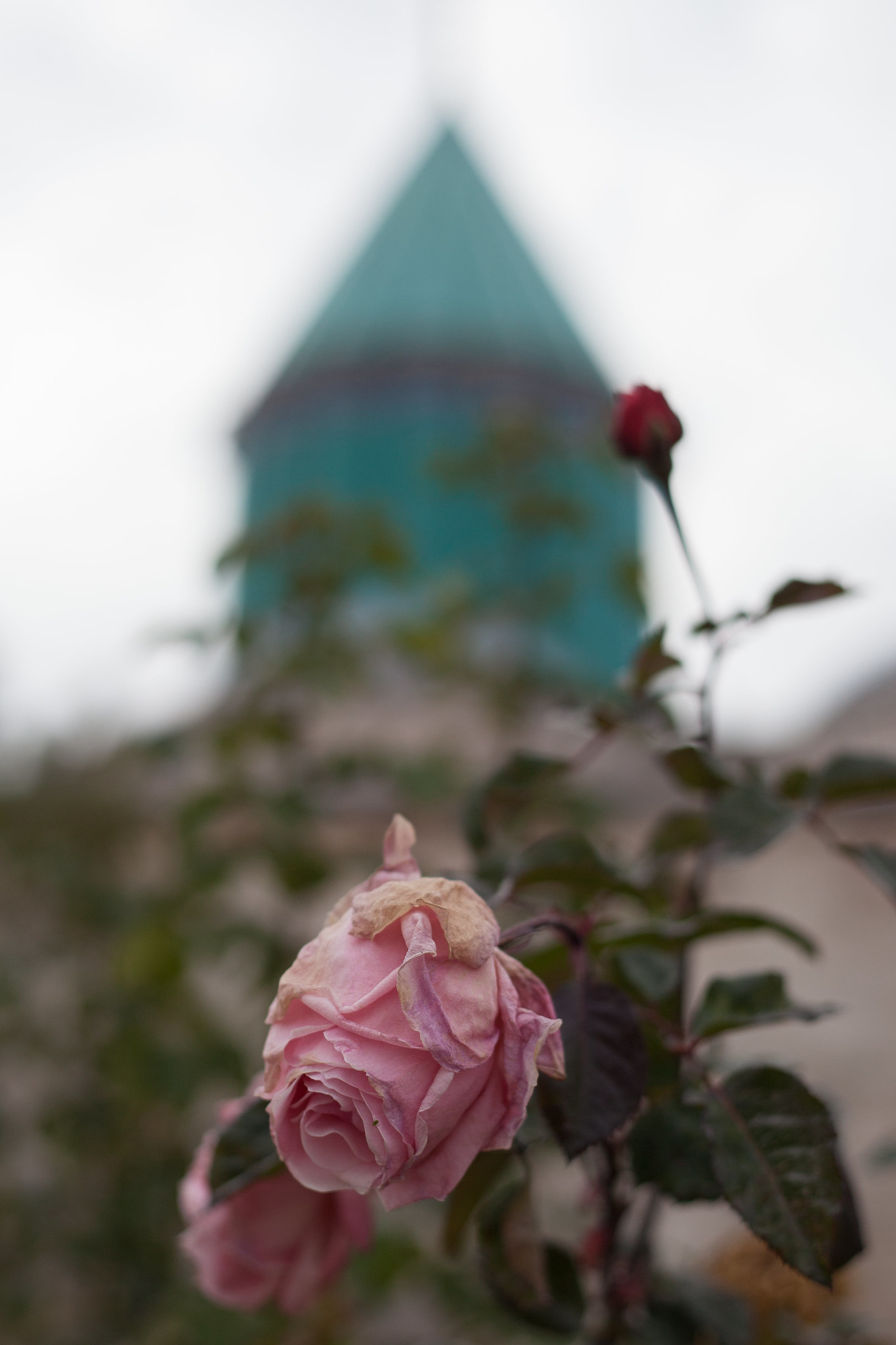 Roses in the garden round Rumi's grave