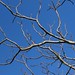 branches-221528