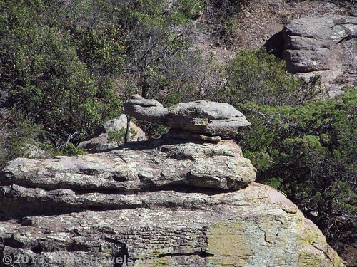 Turtle-shaped rock formations along the Echo Canyon Trail, Chiricahua National Monument, Arizona