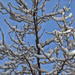Snow and Branches