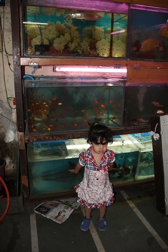 Waiting For Bloodworms At Sweet Home Aquarium Bandra ,,, Nerjis Asif Shakir by firoze shakir photographerno1