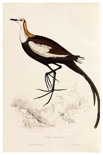 012-Parra Sinensis-A Century of Birds from the Himalaya Mountains-John Gould y Wm. Hart-1875-1888-Science Naturalis