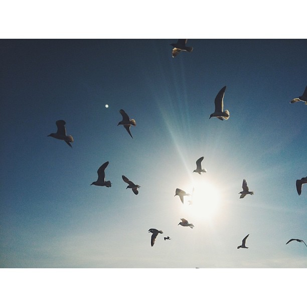 A flock of seagulls.